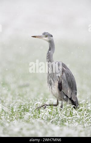 Graureiher Ardea cinerea schreitet auf Nahrungssuche durch eine schneebedeckte Wiese, ein Feld, Winterweizenfeld, bei starkem Schneefall, sieht lustig aus, heimische Tierwelt im Winter, Deutschland, Europa. *** Graureiher Ardea cinerea Wandern, durch ein schneebedecktes Feld aus Winterweizen, bei starkem Schneefall, sieht lustig aus, Tierwelt, Europa. Nordrhein-Westfalen Deutschland, Westeuropa Stockfoto