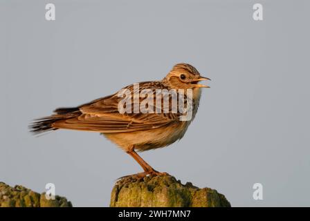 Feldlerche / Lerche Alauda arvensis steht, sitzt auf einem Zaunpfahl, singt, balzt, typischer Vogelgesang in der Feldflur, von der Intensivierung der Landwirtschaft bedrohter bekannter heimischer Singvogel, Deutschland, Europa. *** Skylark / Feldlerche Alauda arvensis thront auf einem Zaunpfosten, singt, spielt Balzkunst, Tierwelt, Europa. Nordrhein-Westfalen Deutschland, Westeuropa Stockfoto