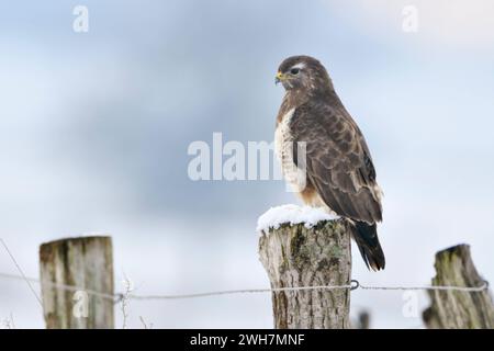 Mäusebussard Buteo buteo im kalten Winter, sitzt auf einem Zaunpfahl im Schnee, häufigster heimischer Greifvogel, Wild, Deutschland, Europa. *** Gemeiner Bussard Buteo buteo in einem kalten Winter, hoch auf einem Zaunpfosten, bedeckt mit Schnee, Tierwelt, Europa. Nordrhein-Westfalen Deutschland, Westeuropa Stockfoto