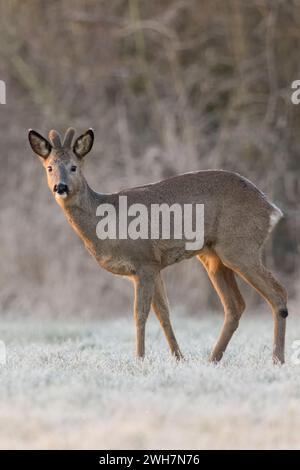 Reh ( Capreolus capreolus ), männlich im Winter, Bock, Samtgeweih, stehend am Rande eines Waldes auf einer schneebedeckten Wiese, Wildilfe, Europa. Stockfoto