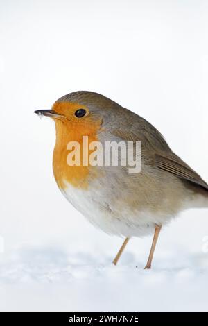 Wunderschöne Rotkehlchen (Erithacus rubecula), die im Schnee auf dem Boden sitzen, flauschiges Gefieder, kalter Winter, Tierwelt, Europa. Stockfoto