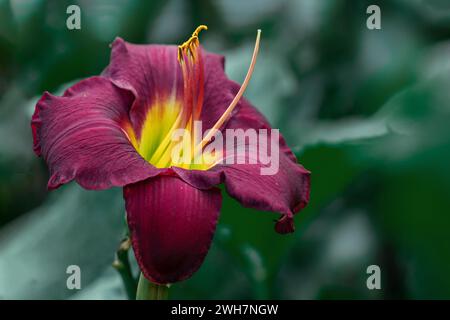 Helle, burgunderrote Taglilienart Hemerocallis Bela Lugosi. Wunderschöne mehrjährige Taglilienpflanze im Garten. Stockfoto