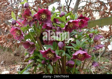 Helleborus X hybridus „Ashwood Seedling“ ein rot geblümter Helleborus, der in einem Märzgarten mit einer Buchenhecke dahinter in Berkshire blüht Stockfoto