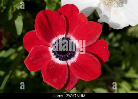 Mohnanemone (Anemone coronaria) rot-weiße Blume des mehrjährigen tuberösen Gartens mit blütenartigen Tepalen und einem schwarzen Zentrum, Berkshire, A Stockfoto