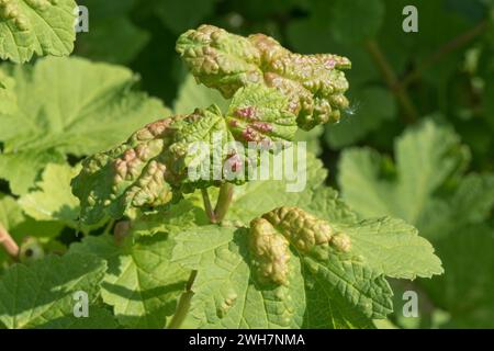 Johannisbeerblase Blattlaus (Cryptomyzus ribis) gewölbte Blasen grün oder rot auf den Blättern eines roten Johannisbeerstrauchs (Ribes rubrum), Berkshire, Mai Stockfoto