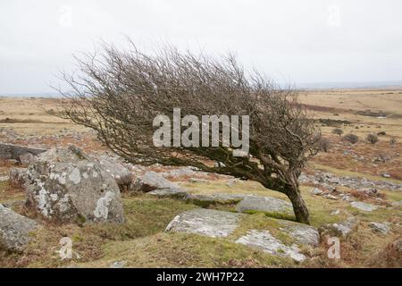 Ein windgepeitschter Baum am Cheesewring am Bodmin Moor, Cornwall, Großbritannien Stockfoto