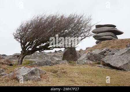 Ein windgepeitschter Baum am Cheesewring am Bodmin Moor, Cornwall, Großbritannien Stockfoto