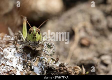 Nahaufnahme einer gewöhnlichen grünen Grashüpfer, getarnt zwischen dem Boden auf einer Wiese. Stockfoto