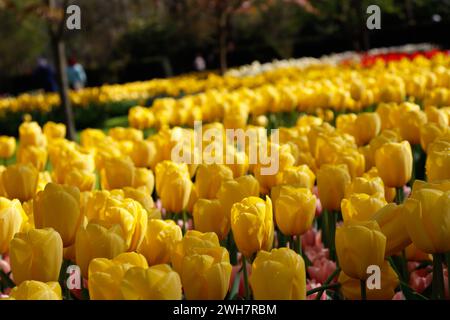 Gelbe Tulpen im Keukenhof, Blumenpark. Niederlande. Stockfoto