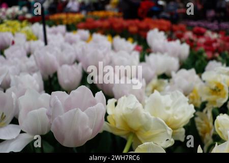Blumen, weiße Tulpen im Keukenhof Park, Niederlande. Stockfoto