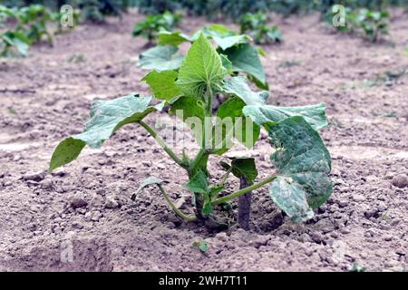 Nahaufnahme eines Gurkenstrauchs, der in einem Gemüsebeet wuchs. Stockfoto