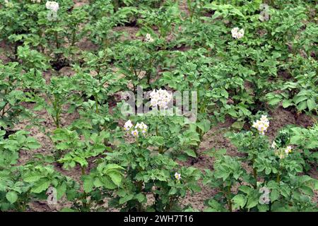 Blick von oben auf eine Kartoffelplantage. Blumen erschienen auf den Kartoffelbüschen und -Spitzen. Stockfoto