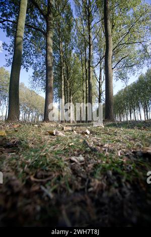 Schipdonk-Kanal bei Moerkerke, Schipdonkvaart, Damme, Flandern, Belgien, Europa Stockfoto