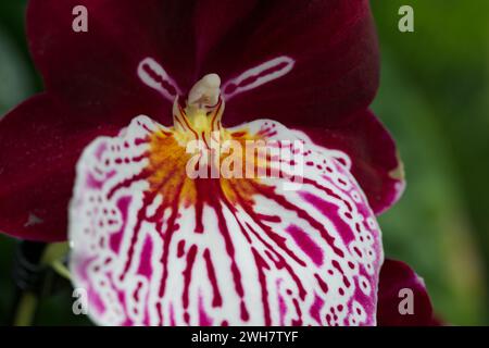 Eine violette Stiefmütterchidee beim Kew Gardens Orchid Festival 2024 Stockfoto
