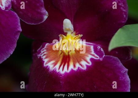 Eine violette Stiefmütterchidee beim Kew Gardens Orchid Festival 2024 Stockfoto