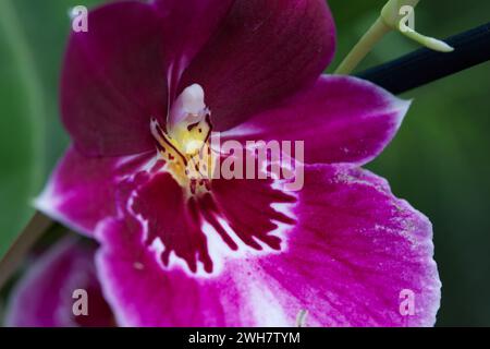 Eine violette Stiefmütterchidee beim Kew Gardens Orchid Festival 2024 Stockfoto