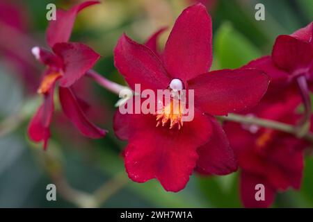 Eine Feuerstarorchidee beim Kew Gardens Orchid Festival 2024 Stockfoto