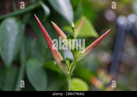 Eine falsche Paradiesvogel-Blume Stockfoto