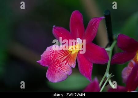 Eine leuchtend violette Stiefmütterchidee (Milt) beim Kew Gardens Orchid Festival 2024 Stockfoto