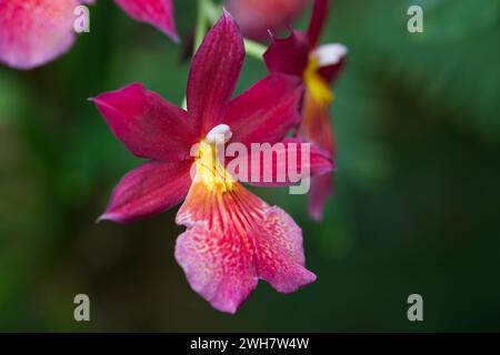 Eine leuchtend violette Stiefmütterchidee (Milt) beim Kew Gardens Orchid Festival 2024 Stockfoto