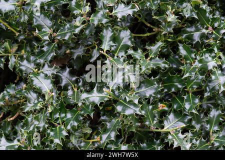 Stechpalme wächst in Kew Gardens Stockfoto