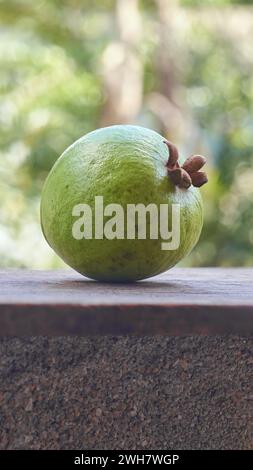 Guave isoliert auf verschwommenem Gartenhintergrund, oval geformte gewöhnliche tropische und nährstoffreiche Früchte, die reich an Vitamin C, Ballaststoffen und Antioxidantien sind Stockfoto