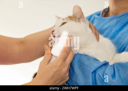Zahnfleisch und Zahnerkrankungen bei Katzen, Tierarzt behandelt Kätzchen kranke Zahnfleisch, Haustier besucht den Arzt Stockfoto