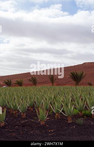 Eine ruhige Landschaft mit einem Feld von Aloe Vera Pflanzen mit sanften roten Hügeln und Palmen im Hintergrund unter einem bewölkten Himmel. Stockfoto