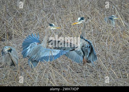 British Columbia, Kanada Stockfoto