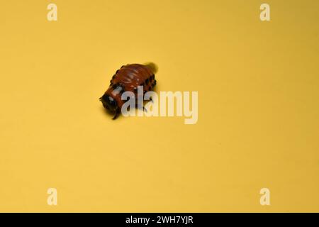 Rote Farbe mit schwarzen Pfoten Larven des Kartoffelkäfers Colorado auf gelbem Hintergrund. Stockfoto