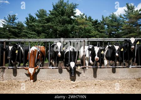 Eine Herde von Milchvieh steht in einem Futterregal, um auf einer funktionierenden Milchfarm in Massachusetts, USA, zu essen. Stockfoto