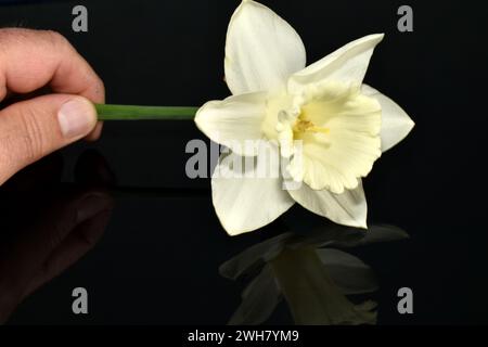 Ein Mann hält eine weiße Narzissenblume in der Hand. Stockfoto