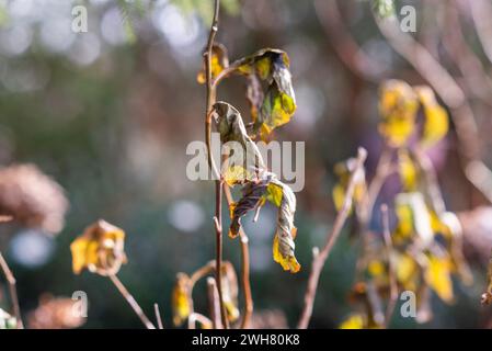 Verwelkte Blätter im Garten im Winter. Stockfoto