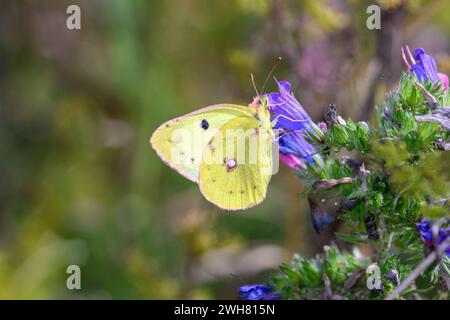 Golden Eight - Colias Hyale saugt Nektars aus Einer Blume des gewöhnlichen Natternkopfes - Echium vulgare Stockfoto