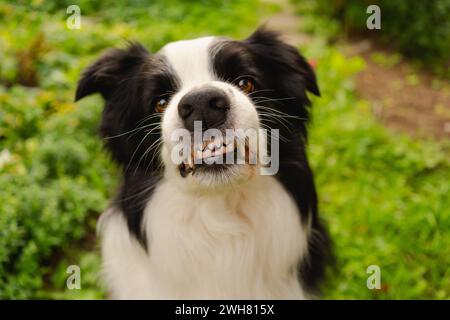 Gefährlicher wütender Hund. Aggressiver Welpen mit Collie und Zähnen, die aggressiv gefährlich aussehen. Wächter knurrender gruseliger Hund bereit für Angriff. Mit Tollwut infiziertes Haustier. Stockfoto