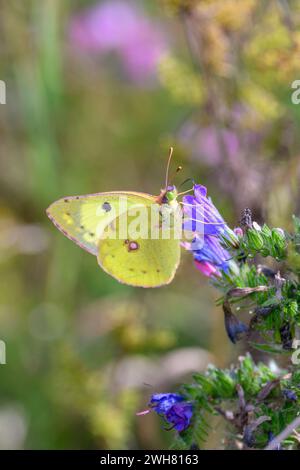 Golden Eight - Colias Hyale saugt Nektars aus Einer Blume des gewöhnlichen Natternkopfes - Echium vulgare Stockfoto