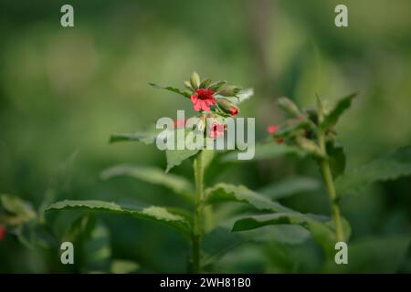 Pulmonaria. Rosa Lungenkrautblume. Eine Nahaufnahme einer wilden Frühlingsblume im Wald auf einem grünen, verschwommenen Hintergrund Stockfoto