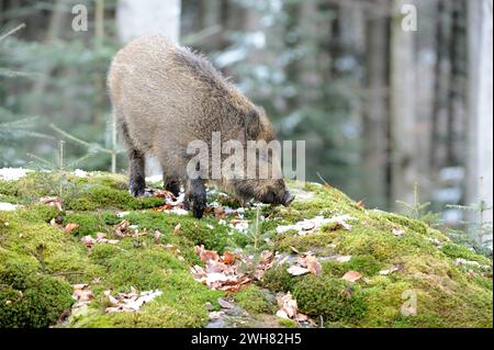 Widschwein Wildschweine im Winter Wildschweine *** Wildschwein Wildschwein im Winter Wildschwein Stockfoto