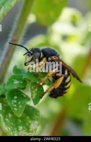 Detaillierte Nahaufnahme einer männlichen, siebenzähnigen Rotharz-Einzelbiene, Rhodanthidium septemdentatum, die in der Vegetation sitzt Stockfoto