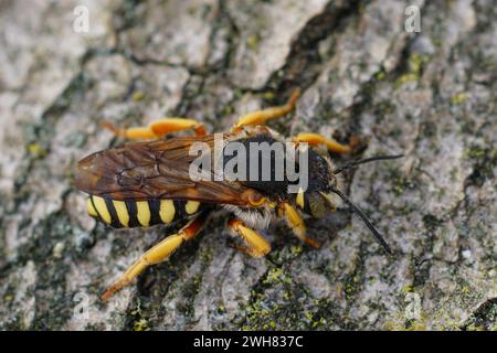 Detaillierte Nahaufnahme einer männlichen, siebenzähnigen Rotharz-Einzelbiene, Rhodanthidium septemdentatum, die in der Vegetation sitzt Stockfoto