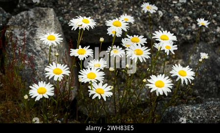 Wilde weiße Gänseblümchen mit hellgelben Zentren, die zwischen den Granitfelsen wachsen. Stockfoto