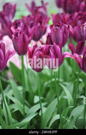 Dunkel-violette Triumph Tulpen (Tulipa) Kaviar blühen im April in einem Garten Stockfoto