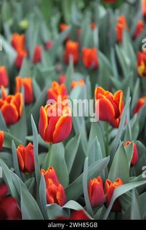 Orange-Rot mit gelben Kanten Triumph Tulpen (Tulipa) Devenish blühen im April in einem Garten Stockfoto