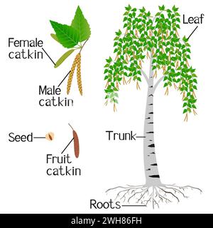 Teile von Birkenbaum isoliert auf weißem Hintergrund. Stock Vektor