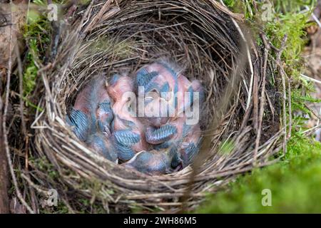 Amselküken, noch nicht flügge Amselküken im Nest Amsel, gerade ausgebrütet *** Schwarzvogelküken, noch nicht flügge Schwarzvogelküken im Nest Blackbir Stockfoto