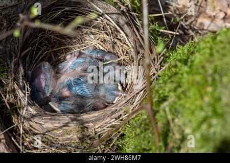 Amselküken, noch nicht flügge Amselküken im Nest Amsel, gerade ausgebrütet *** Schwarzvogelküken, noch nicht flügge Schwarzvogelküken im Nest Blackbir Stockfoto