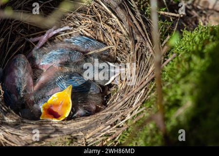Amselküken, noch nicht flügge Amselküken im Nest Amsel, gerade ausgebrütet *** Schwarzvogelküken, noch nicht flügge Schwarzvogelküken im Nest Blackbir Stockfoto