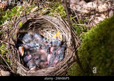 Amselküken, noch nicht flügge Amselküken im Nest Amsel, gerade ausgebrütet *** Schwarzvogelküken, noch nicht flügge Schwarzvogelküken im Nest Blackbir Stockfoto