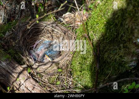 Amselküken, noch nicht flügge Amselküken im Nest Amsel, gerade ausgebrütet *** Schwarzvogelküken, noch nicht flügge Schwarzvogelküken im Nest Blackbir Stockfoto