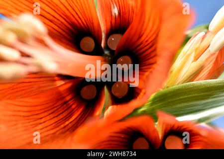 Strukturmuster, das durch eine Nahaufnahme einer Gladiolusblume entsteht. Stockfoto